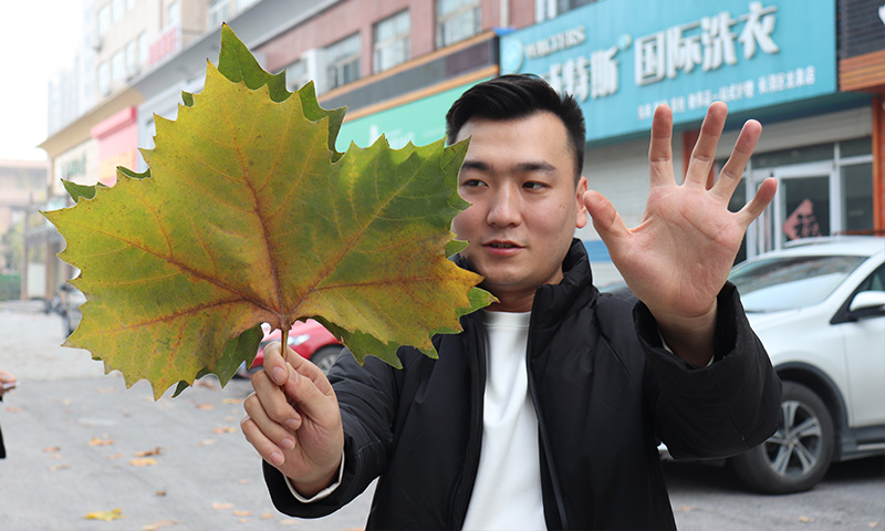 純電動樹葉收集車，秋季梧桐落葉收集轉(zhuǎn)運(yùn)終結(jié)者